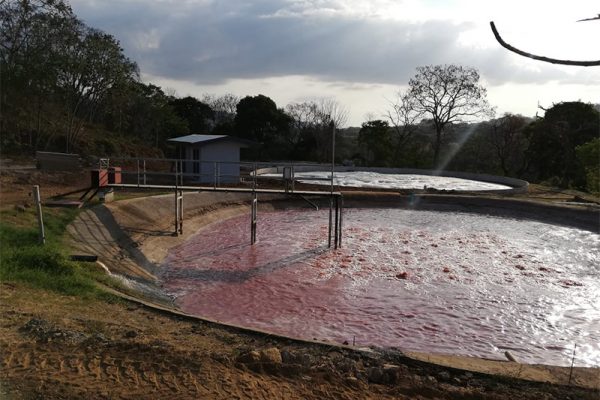 proamsa_proyecto_pollos_pura_vida_2