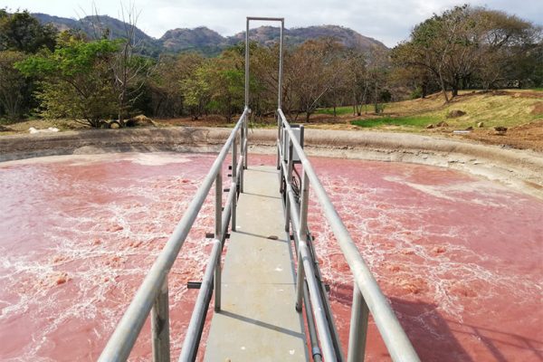 proamsa_proyecto_pollos_pura_vida_4